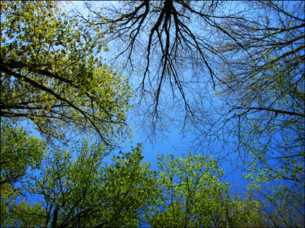 Spring Sky at the Paul Smiths VIC